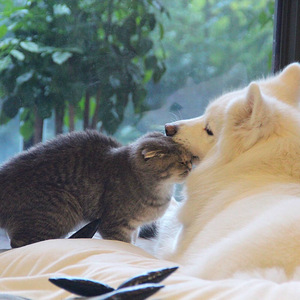 西西大胆444www高清
